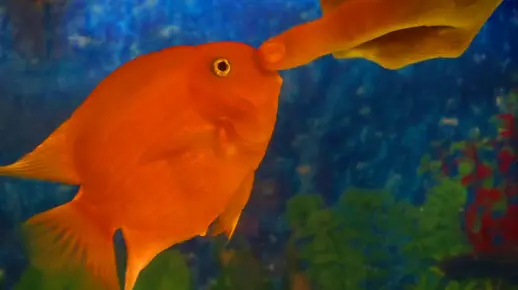 鱼的记忆只能维持七秒吗？如何证明？