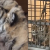 猛虎咆哮 地动山摇