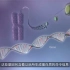 DNA to protein-转录翻译过程的动画演示
