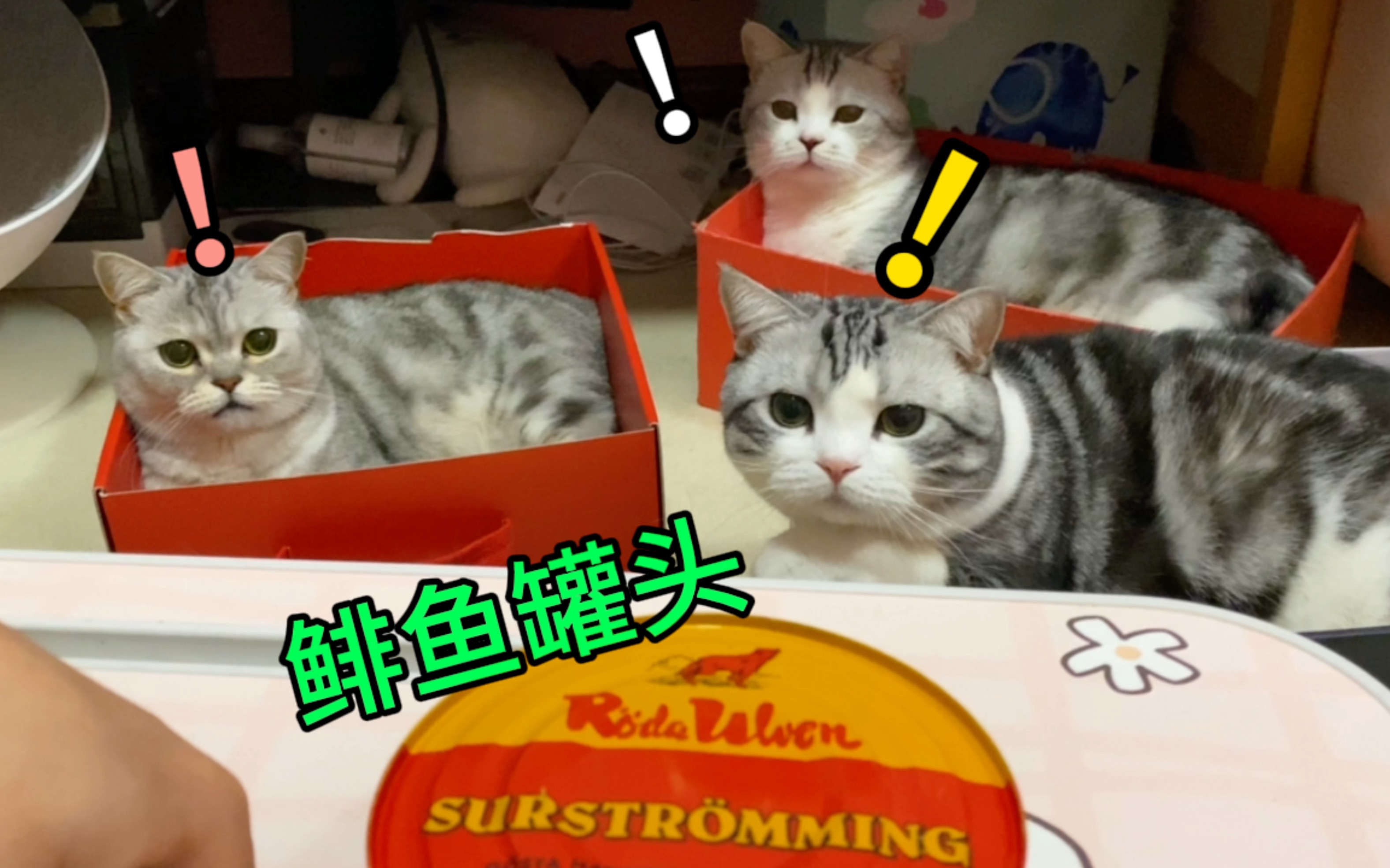 千万别当着猫的面，开鲱鱼罐头！猫脸都臭扭曲了..