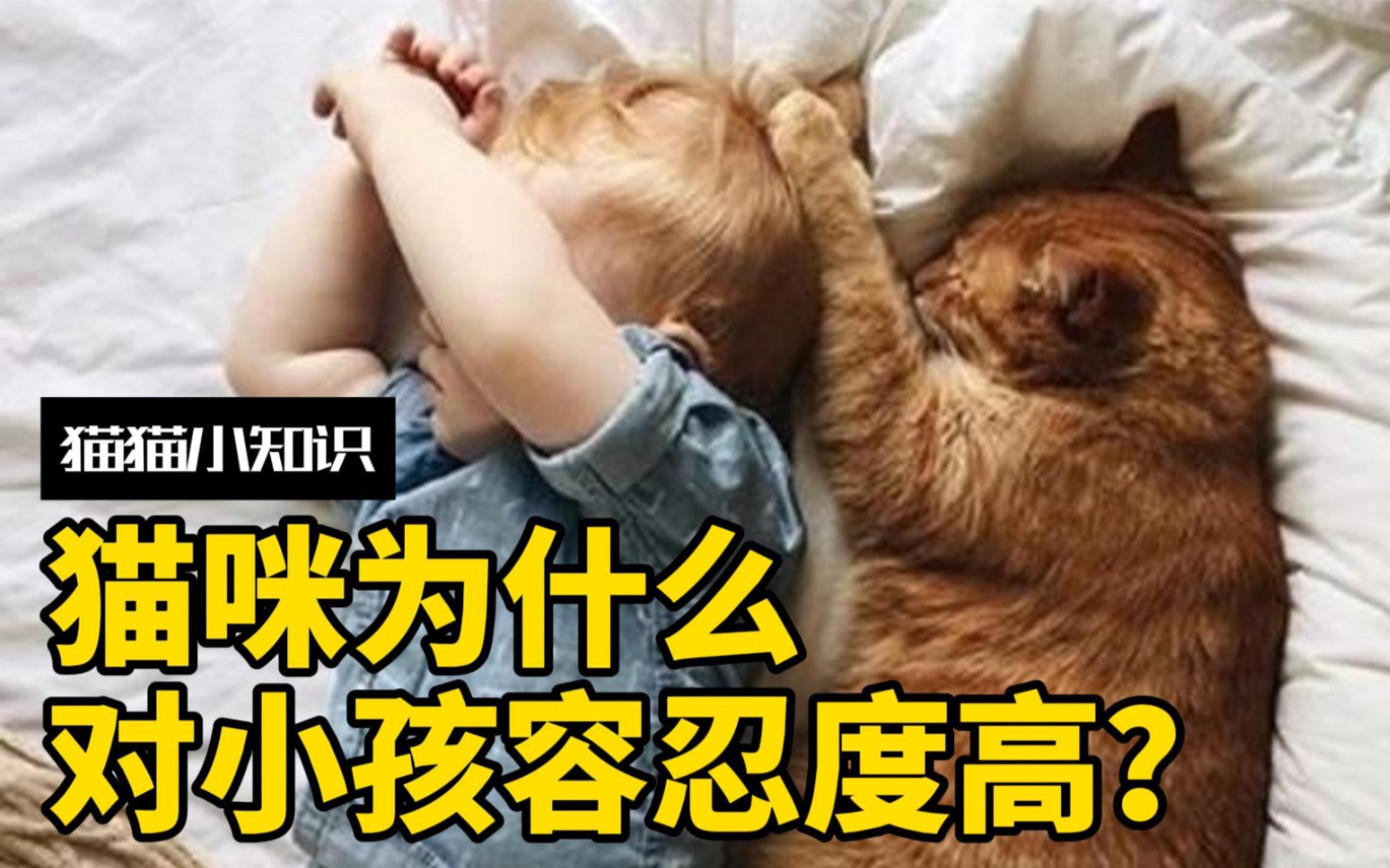 猫咪为什么对小朋友容忍度更高？猫咪真的爱带娃？