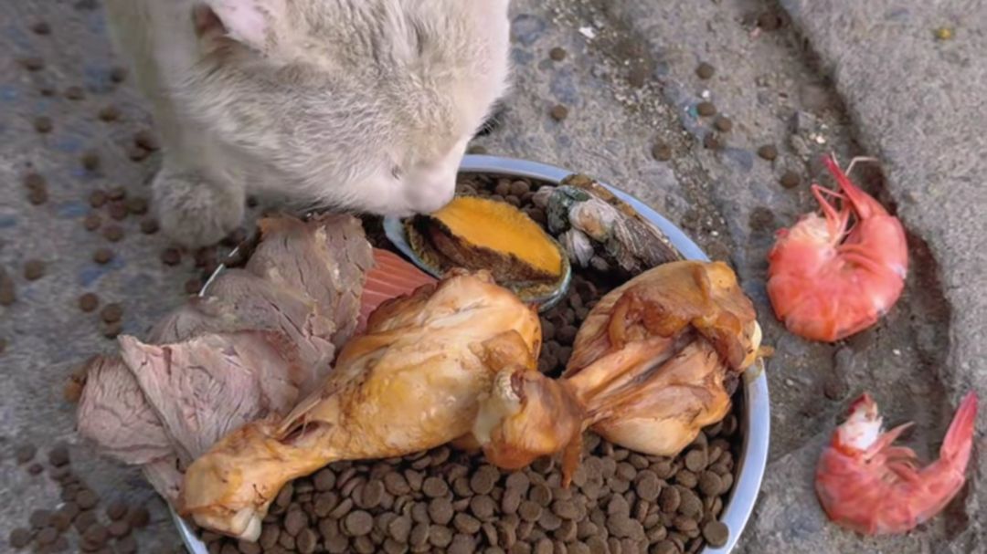 烦死了这些猫天天来要饭吃