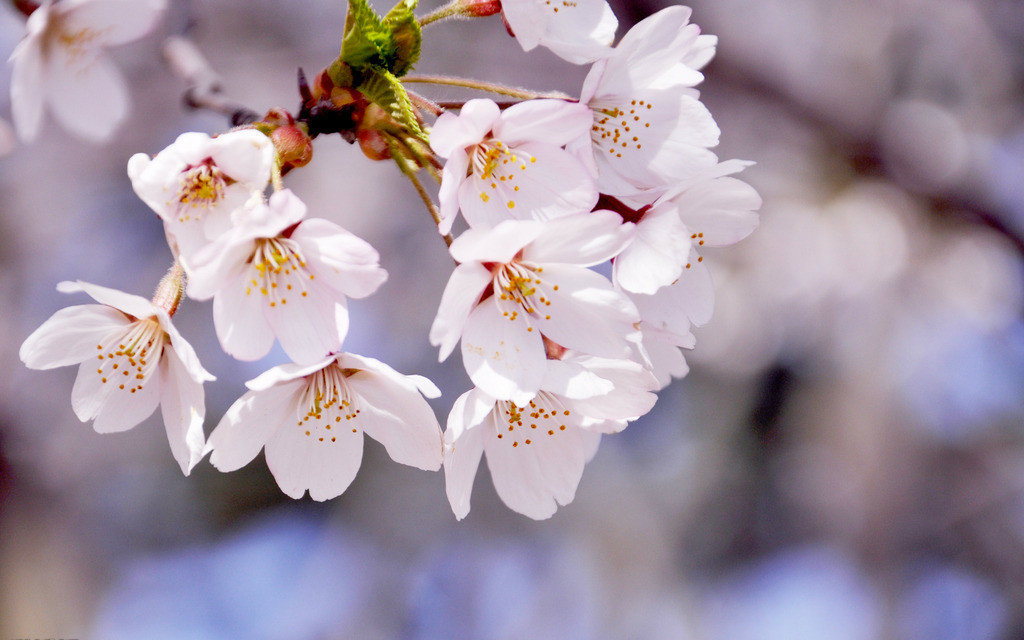 【大提琴】梦与叶樱【西洋乐器演奏大赛&贺大