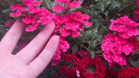 6d347c3ad1c970779763b899609291e5704bb84d.jpg@480w_270h_1c