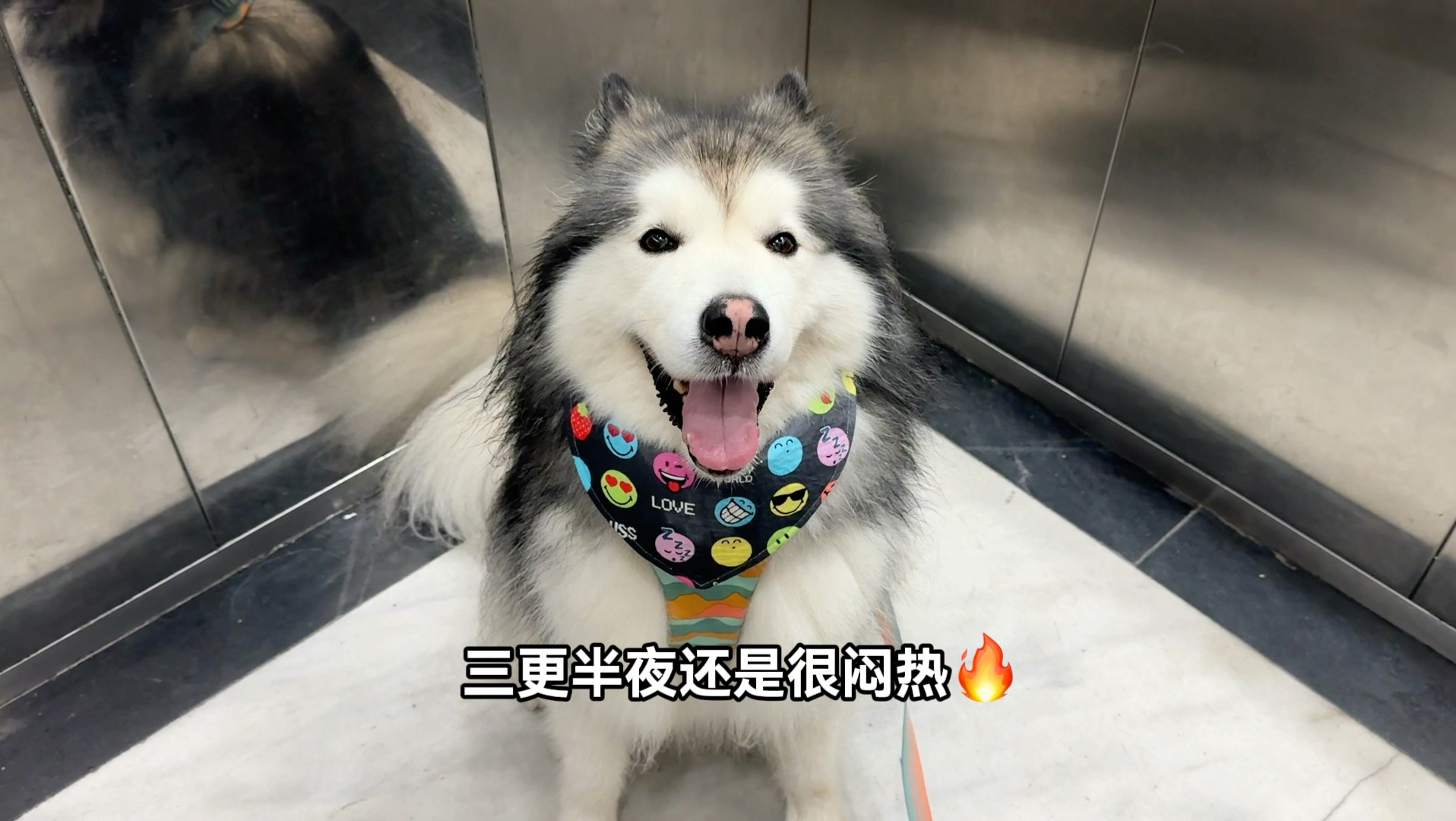 睡过头了！凌晨4点起来遛狗