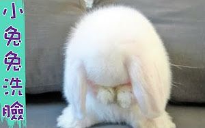 小兔兔自己洗脸洗脚竟然这么可爱,萌死人了!