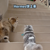 给我家猫一猫挑一件奢侈品#萌宠出道计划 #梅西的猫 #猫咪的迷惑行为 #梅西之家