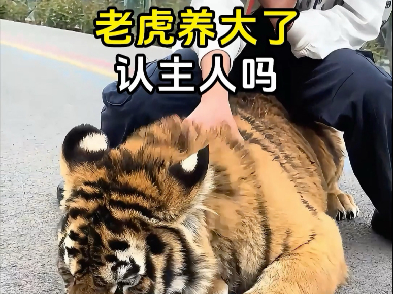 老虎养大了会认主人吗？