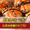 螃蟹身上有“针眼” 这是给螃蟹打针了吗