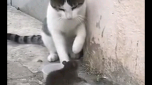6d6948b61e08c0f2347388326d4aba72bcb9df69.png@310w_174h_1c_100q.jpg