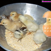 鸡饲料：雏鸡孵化后要喂什么