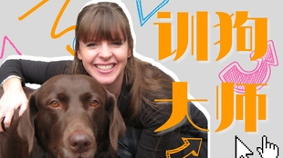 怎么教狗狗上自己家厕所 6d6d867f45f0e4d733804335c9a5958006141a28.jpg@310w_174h_1c_100q.jpg