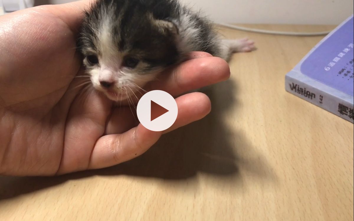 出生八天的小奶猫,好可爱