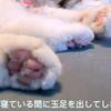 豊満な妻の熟睡画像が流出.mp
