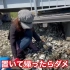 警察出动！日本警察逮捕了非法大量乱扔牡蛎壳的外国人