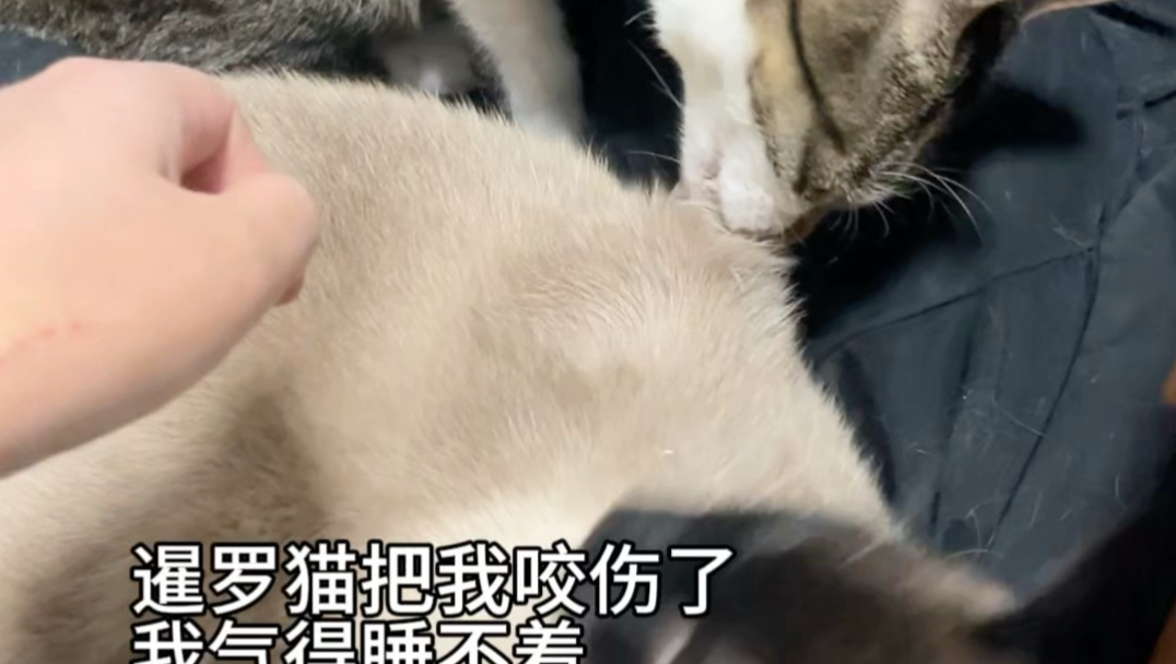 臭暹罗猫我治不了你，那没事，还有狸花猫能治你！
