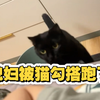 睡睡觉，茄姐被猫勾搭跑了