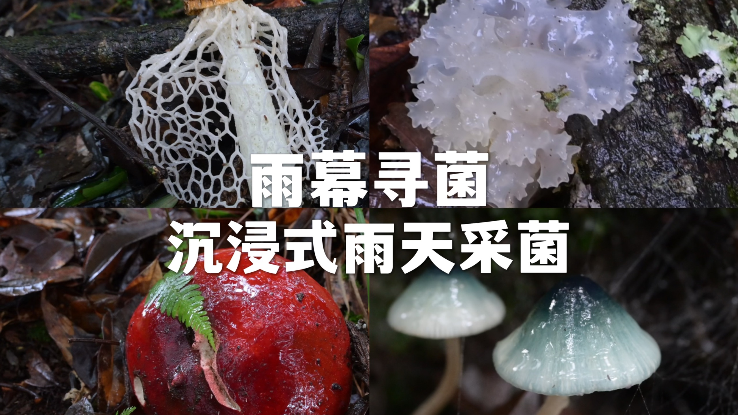 听雨声，寻菌香，雨天采菌