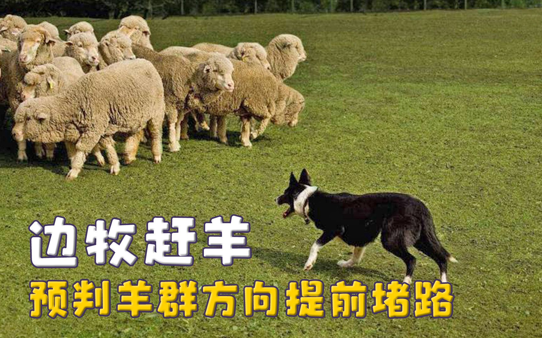 边牧的事业心，预判羊群方向提前堵路，家养也改不了牧羊血脉