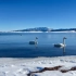 冬游赛里木湖-特斯拉自驾新疆