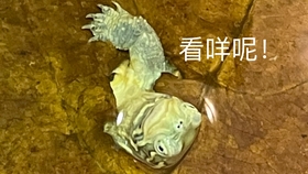 6dd2bc2c7f0206d98fd025cc4c12c03d4e19c510.jpg@280w_158h_1c_100q.jpg