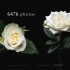 「4K120fps玫瑰花卉延时摄影」纯真无邪 - 雅典娜 | 双视角