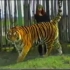 世界最大的猫科动物东北虎！