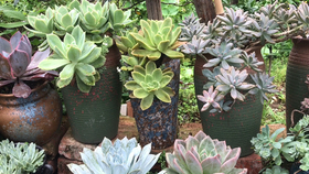 多肉小型仙人掌图片 6de744fe942a4bd02c707f1ca580754bb24a9cb1.jpg@280w_158h_1c_100q.jpg