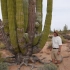 世界上最大的仙人掌植物 武伦柱Pachycereus pringlei，俗名多刺摩天柱。