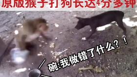 平头哥动物世界全集视频 6df53f86de9efb528cb30673e9d9e18a5335f32f.jpg@280w_158h_1c_100q.jpg