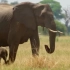 大象妈妈保护她的孩子免受凶残的群狮狩猎，母爱在这时刻显得格外伟大