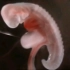动画演示人类精卵结合至胚胎过程