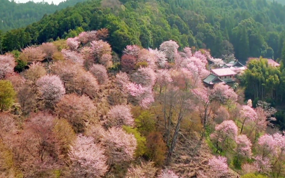【纪录片】BBC NHU创新的60年20 延时摄影+航拍 日本樱花可以这样赏