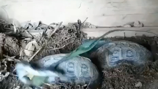 蛇是有灵性的能吃吗 6e780d7e0315c591c18270d521ae10aafb8915a1.jpg@310w_174h_1c_100q.jpg