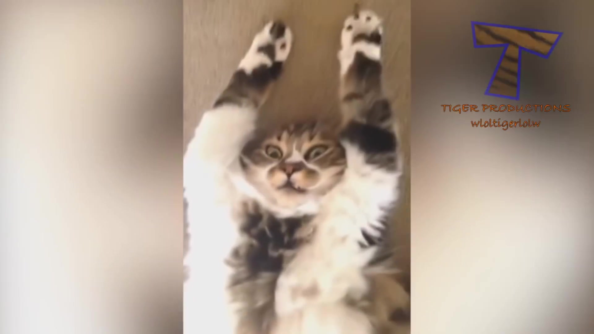 【喵星人】喵星人搞笑合集,笑成狗 cats are so funny