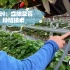 欧洲：立体草莓种植技术