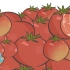 【柴知道】凭什么说新疆的番茄最好吃？
