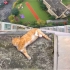 小橘猫24楼外墙打滚撒娇，你是不要命了吗？