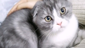 怎么选择一只蠢萌的猫 6f02055da51988444d66cd985e85aa1e912c360e.jpg@280w_158h_1c_100q.jpg