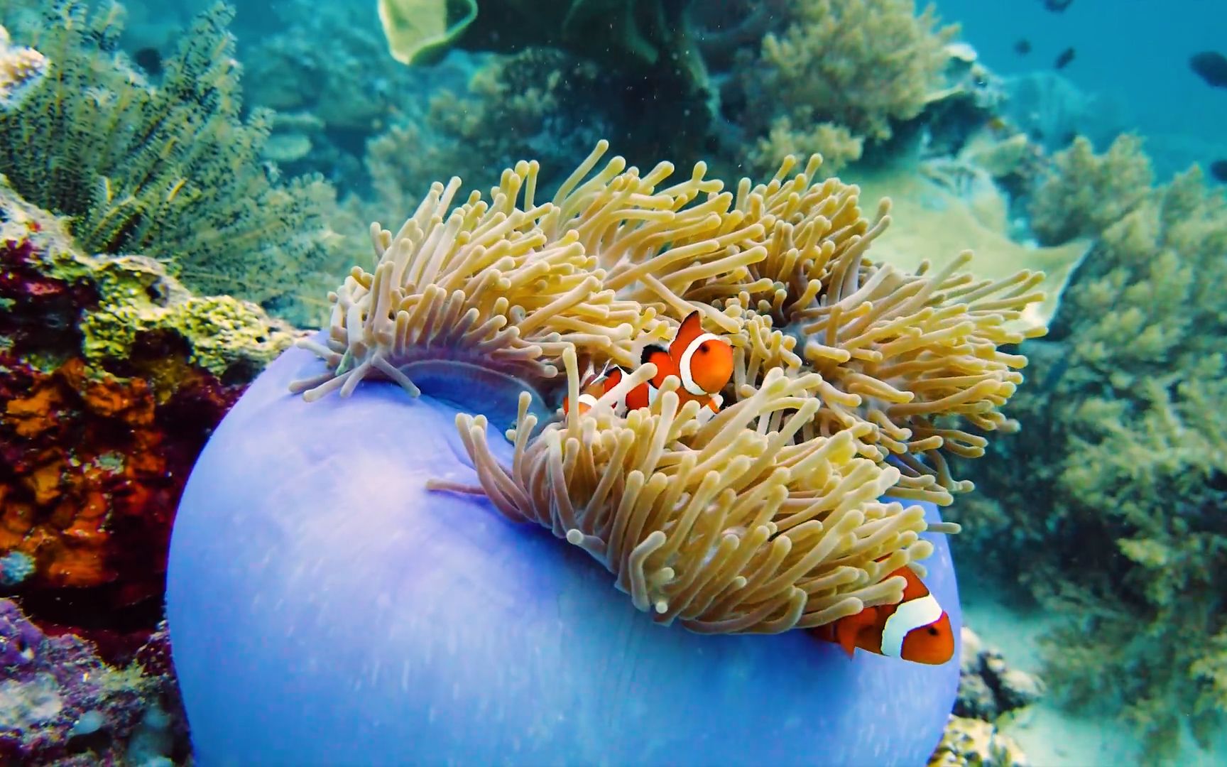 纯音乐Lights & Motion-Anomaly,轻松舒缓静心轻音乐宁静治愈系BGM,海洋生物珊瑚