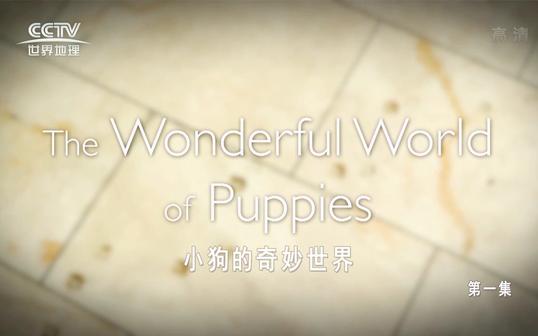 （1080P+）《小狗的奇妙世界》【全12集】