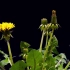 超震撼，慢镜头下的种子和菊花生长合集