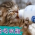 小幼猫抱着奶瓶吸奶，萌度指数无法衡量，可爱到不行，让你完全忍纾～