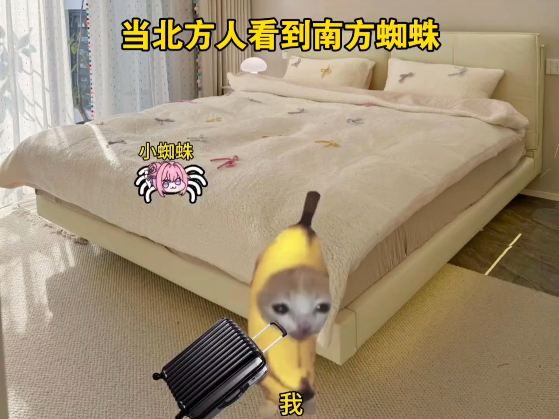 当北方人看到南方蜘蛛