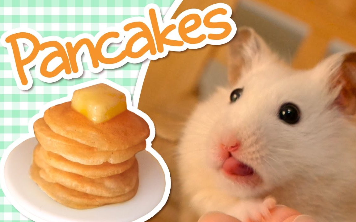 pancakes _ hamster kitchen ?