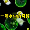 博主“微观生物”透过显微镜观察池塘一滴水中，“有荤有素”，别样美丽