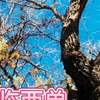 西长安力学小学划片