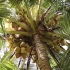 椰子的一生｜现代农业种植和收获椰子