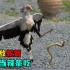 毒蛇的天敌蛇鹫，吃毒蛇就像吃辣条，看它如何高智商捕蛇？