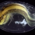 4K超清画质记录在高倍光学镜观察美西螈卵孵化成为一条美西螈的全过程！墨西哥钝口螈受精卵，卵裂，桑葚胚，囊胚，原肠胚……！